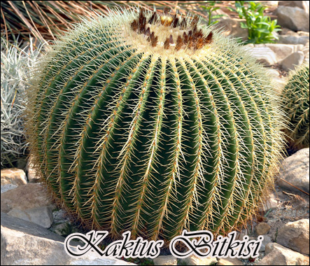 kaktus-yaginin-cilde-faydalari