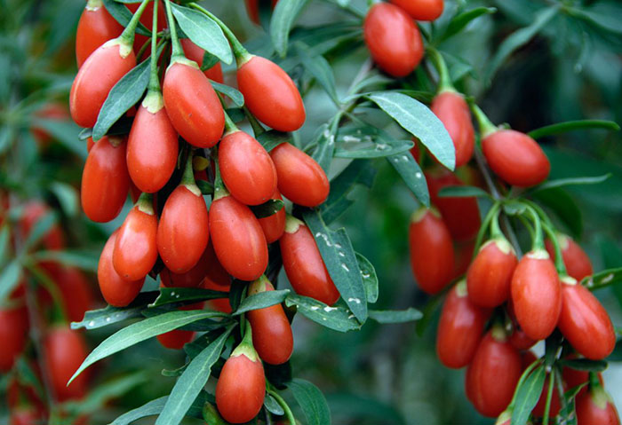 goji-beryy-uzumu