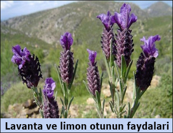 lavanta-ve-limon-otunun-faydalari flatcast tema