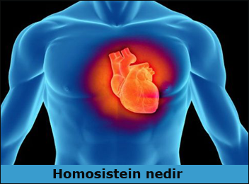 homosistein-nedir flatcast tema