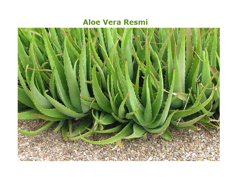 sifali aloe vera flatcast tema